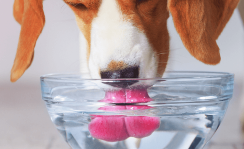 Evcil Hayvanların Susuz Kaldığı Nasıl Anlaşılır?