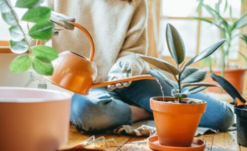 Saksı Çiçekleri Nasıl Sulanmalı?